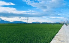 蓝天、白云、稻田，阳光正好